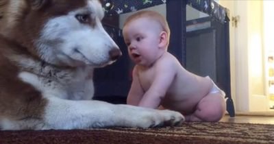 husky y bebé