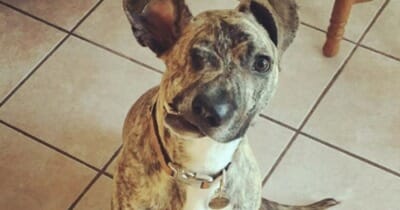 perro maltratado