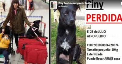 perrita perdida aeropuerto