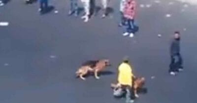 perros , karma