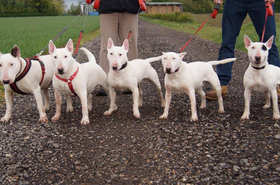 Liz Haslam with her bull terriers