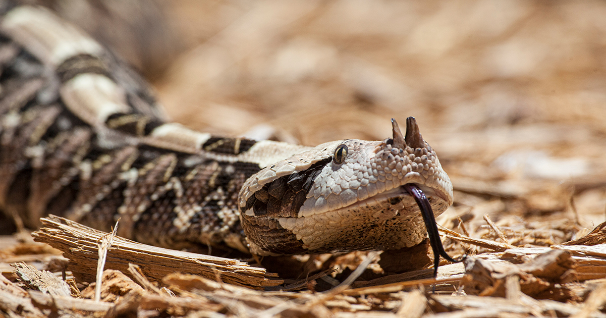 The Gaboon Viper. Credit / Shutterstock