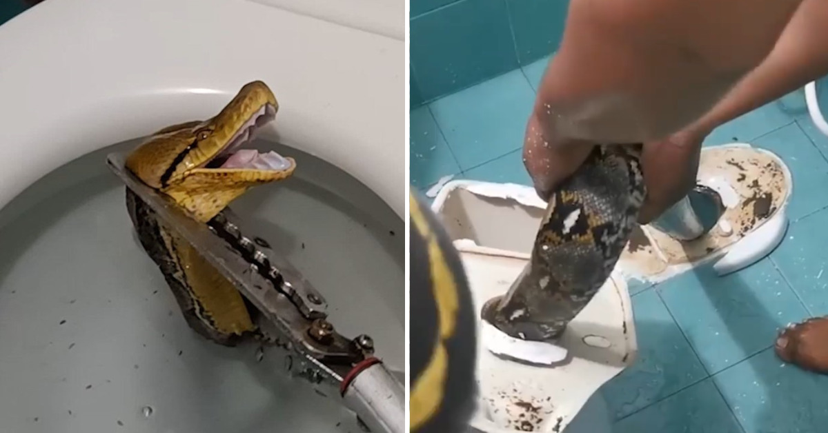 Australia: Thirsty snakes slither into toilets