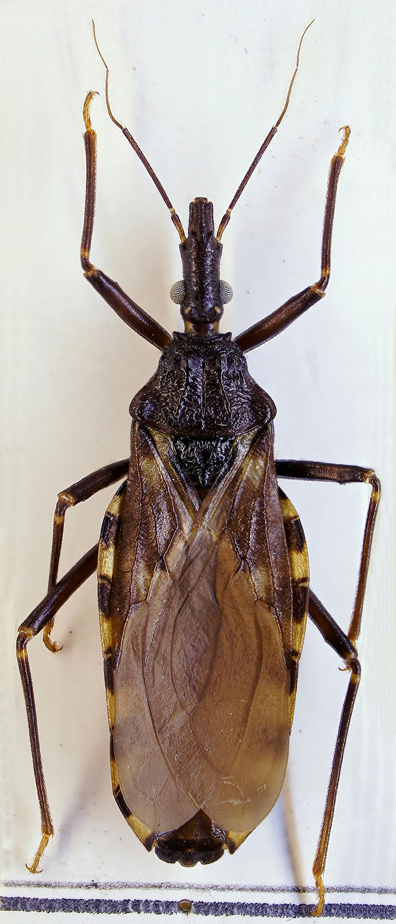 If You Notice This Insect In Your Home, It Could Be Wise To Call Specialized Services Immediately! 3 chagas