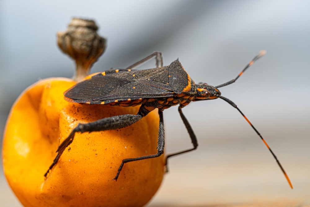 If You Notice This Insect In Your Home, It Could Be Wise To Call Specialized Services Immediately! 4 shutterstock 2255355195