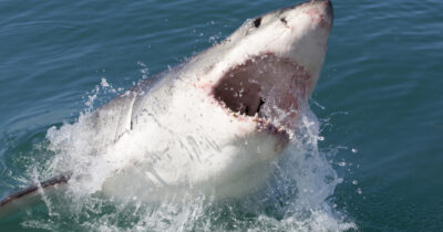 Great white shark. Credit: Shutterstock