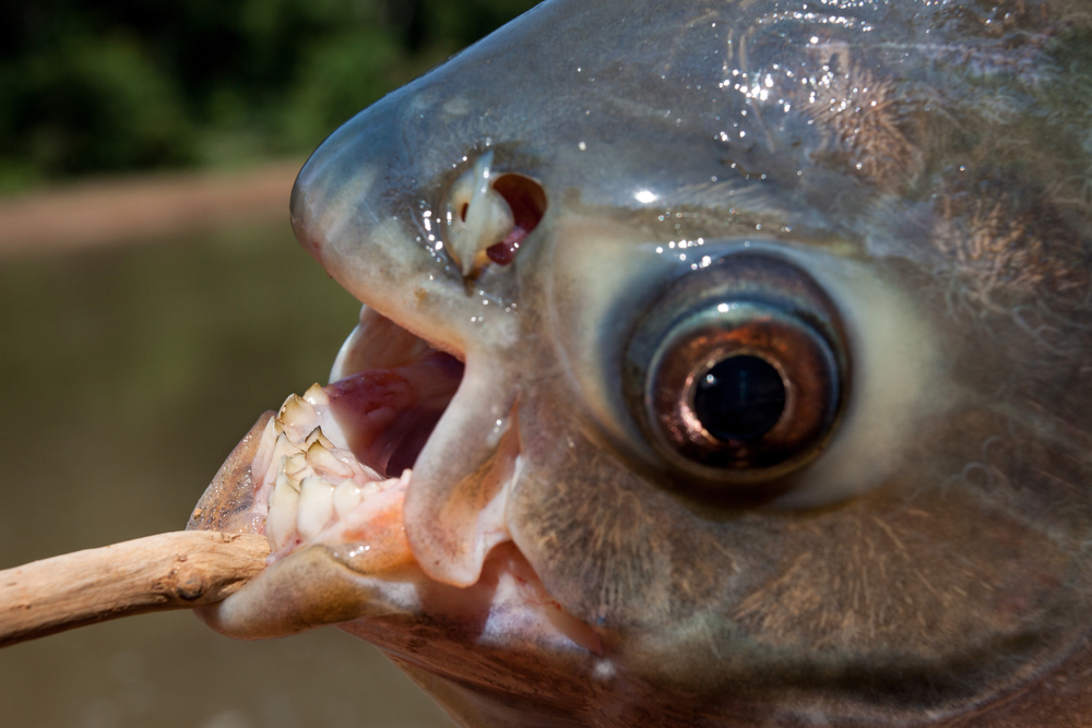 Pacu: Boy catches fish with 'human-like teeth' in an Oklahoma pond