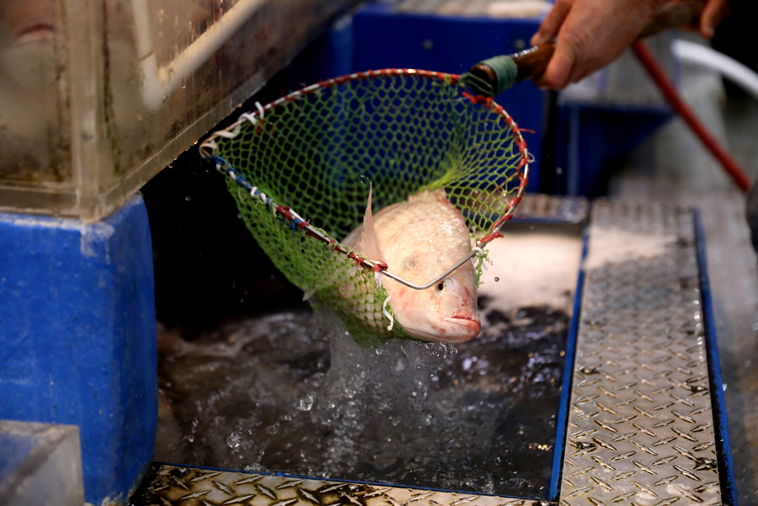 California woman has all four limbs amputated after eating bad tilapia