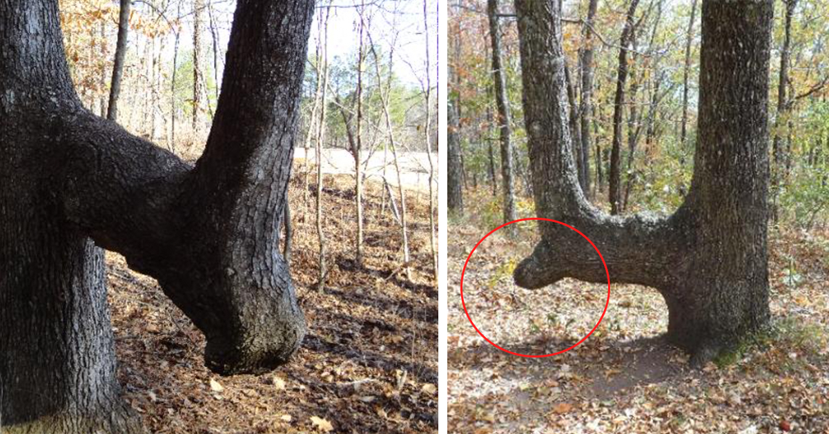 If you see a bent tree in the forest, here's what it might mean