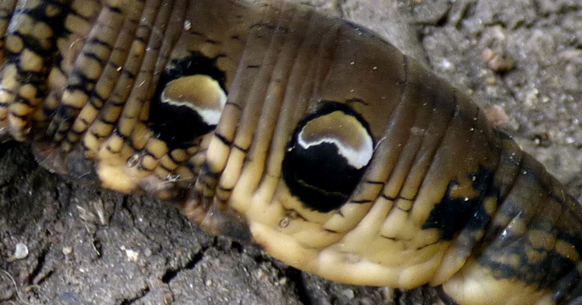 Straing Snake Woman discovers strange snake-like creature in her back garden
