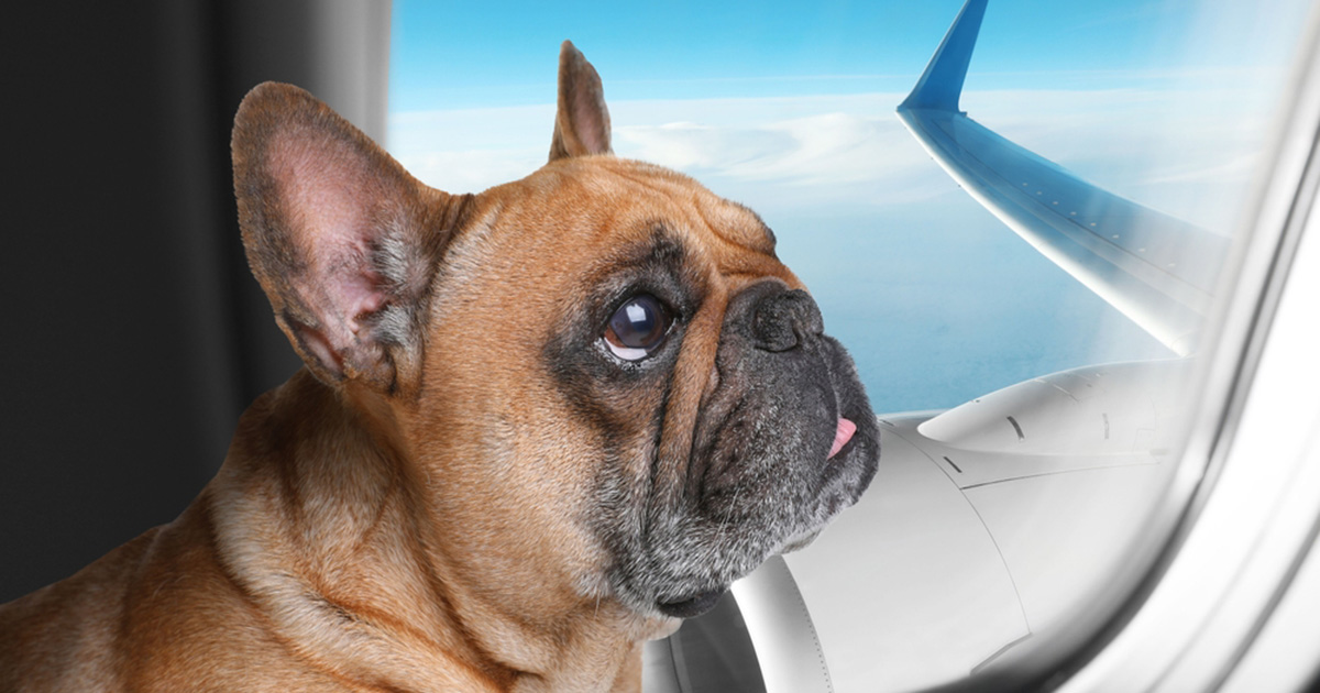 Couple demands refund from airline after 13-hour flight with gassy, slobbering dog — then donate money