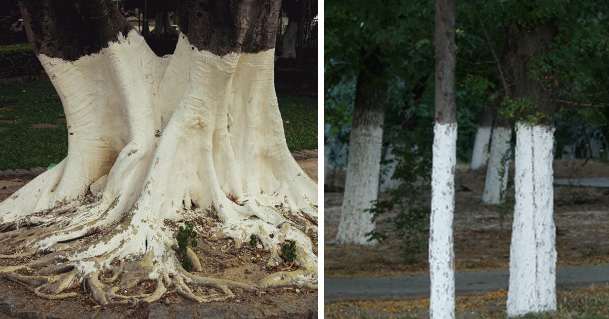 If you spot whitepainted trees, you had better know what it means