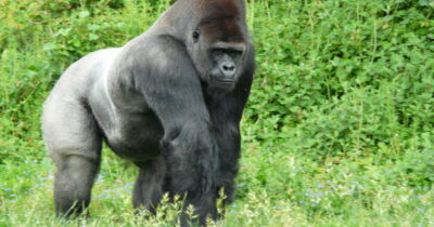 Harambe was shot and killed on May 28, 2016, after a boy jumped a fence and fell into his enclosure. Credit: Shutterstock
