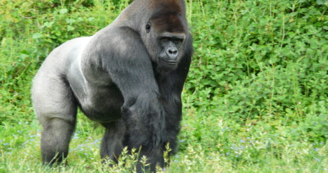 Harambe was shot and killed on May 28, 2016, after a boy jumped a fence and fell into his enclosure. Credit: Shutterstock