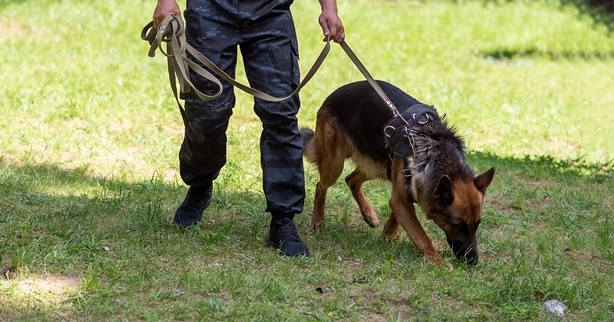 Police dog searches. Credit / Shutterstock