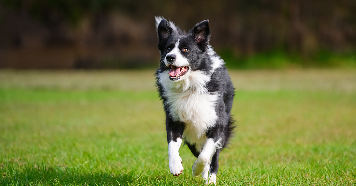 Sheepdog. Credit / Shutterstock