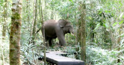 Asian elephant. Credit: Shutterstock