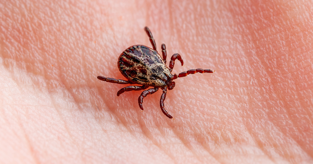 A tick. Credit / Shutterstock