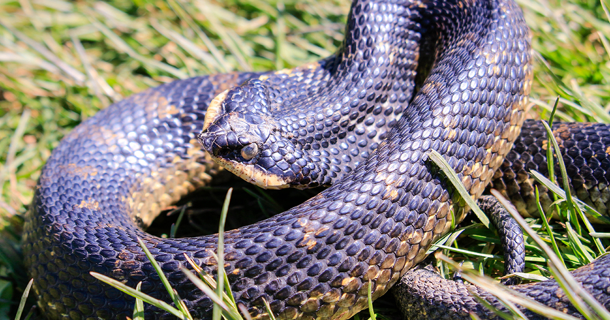 Hog-nosed snake. Credit / Shutterstock