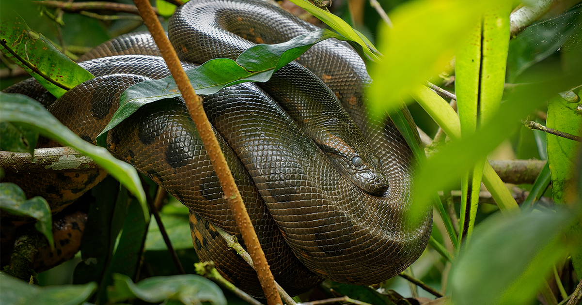 Anaconda. Credit / Shutterstock