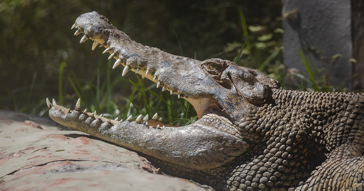 Crocodile. Credit / Shutterstock