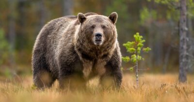 A 33-year-old Florida man was killed in a suspected bear attack while hiking through Montana's Glacier National Park. Credit: Shutterstock