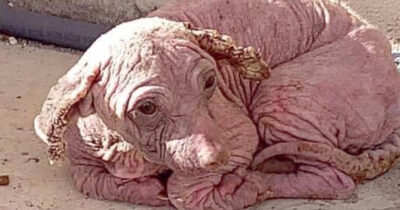 Credit: Facebook / Cane Rosso Rescue