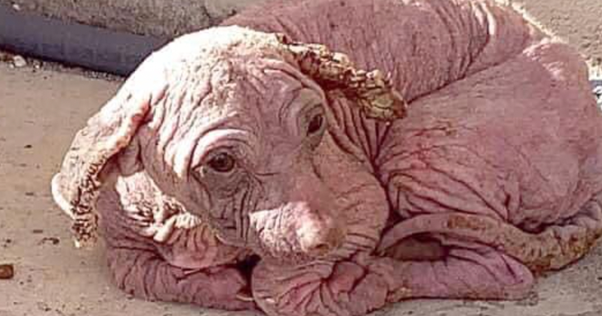 Credit: Facebook / Cane Rosso Rescue
