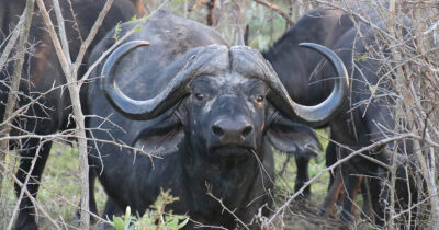 Cape buffalo. Credit / Stock Image: Shutterstock