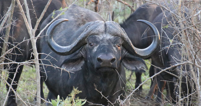 Cape buffalo. Credit / Stock Image: Shutterstock