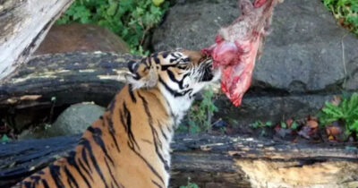 Tiger eats meat. Credit / Aalborg Zoo