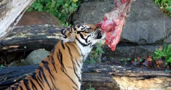 Tiger eats meat. Credit / Aalborg Zoo