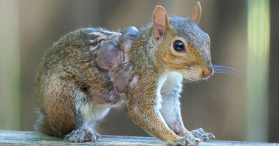 Affected squirrel. Credit / Shutterstock