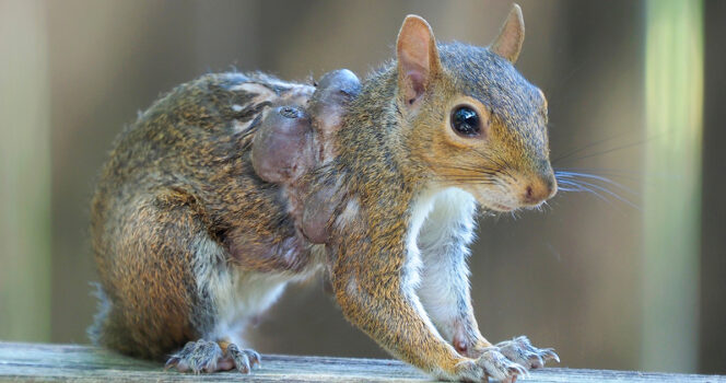 Affected squirrel. Credit / Shutterstock