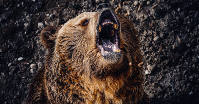 A bear roars. Stock Image. Credit / Shutterstock