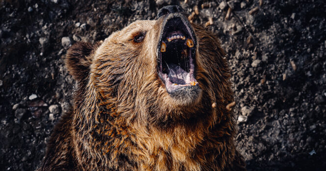A bear roars. Stock Image. Credit / Shutterstock