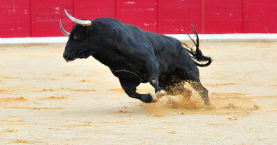 Stock image of charging bull. Credit / Shutterstock
