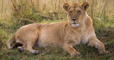 A lioness in Kenya. Credit: Getty Images
