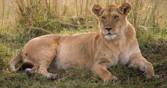 A lioness in Kenya. Credit: Getty Images