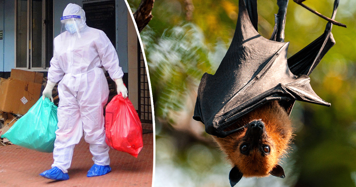 Nipah Virus expert answers the one question everyone is asking after its deadly fatality rate is revealed