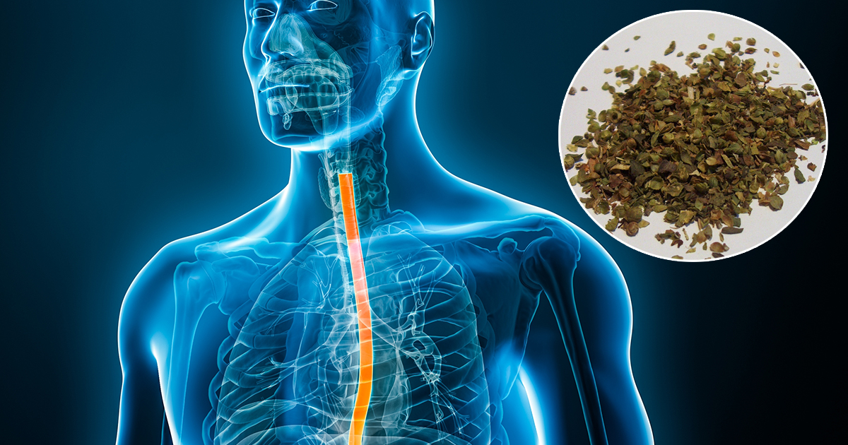 What really happens in your body when you eat oregano 