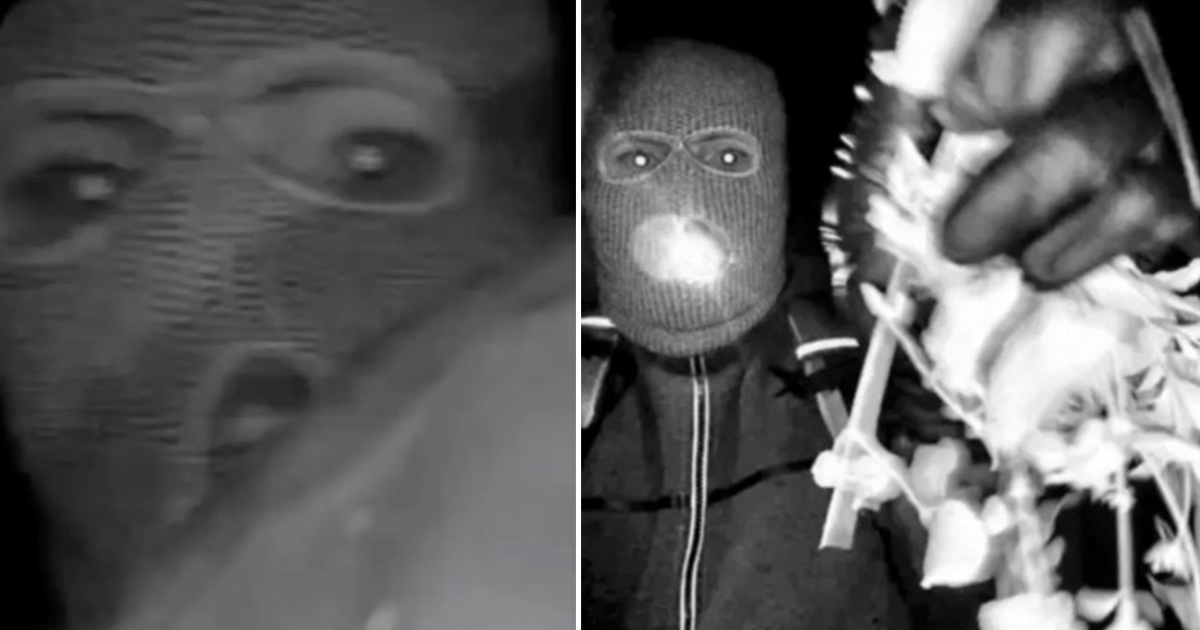 People believe they’ve spotted key detail in the eyes of Nancy Guthries kidnapping suspect 