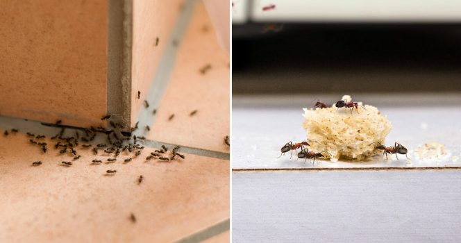 Credit: Shutterstock.com