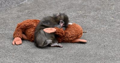 Punch the monkey. Credit / Getty Images