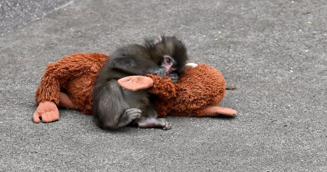 Punch the monkey. Credit / Getty Images