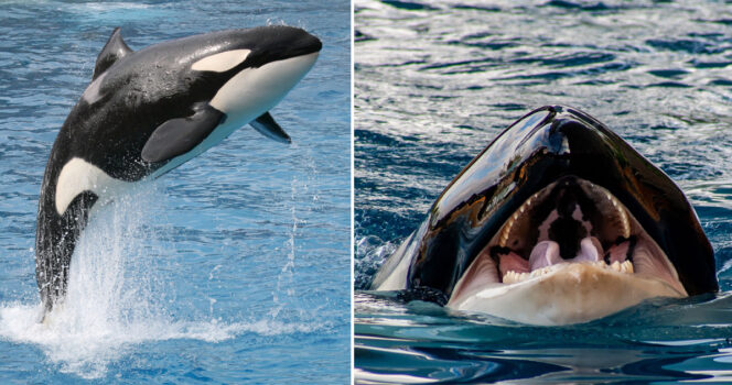 Orca, killer whale