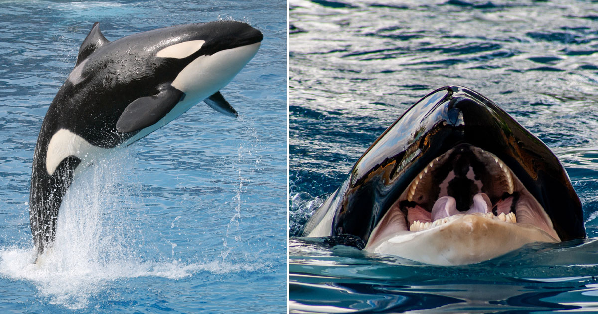 Orca, killer whale