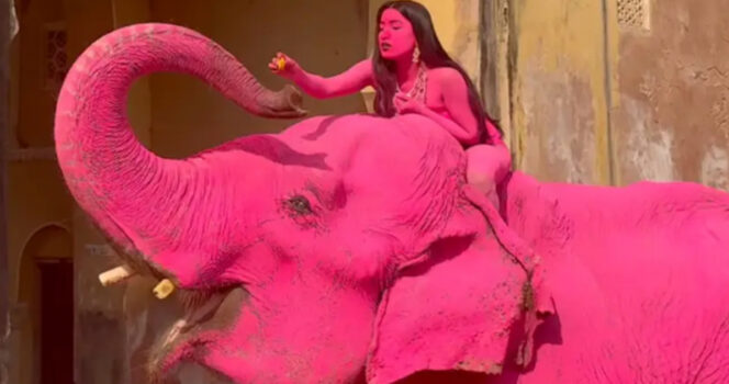 Julia Buruleva painted the elephant pink for her photoshoot. Credit: Instagram / julia.buruleva