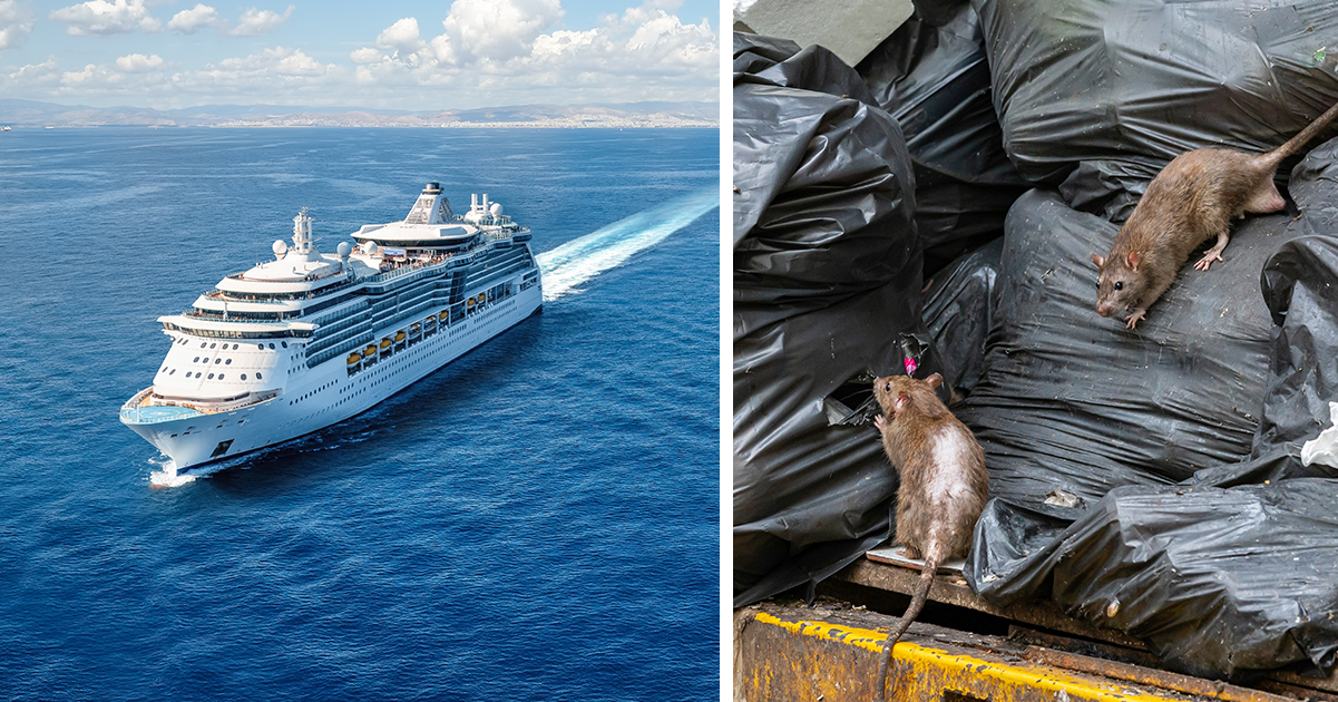 Stock image of cruise ship and rats (not authentic images related to the article). Credit / Shutterstock