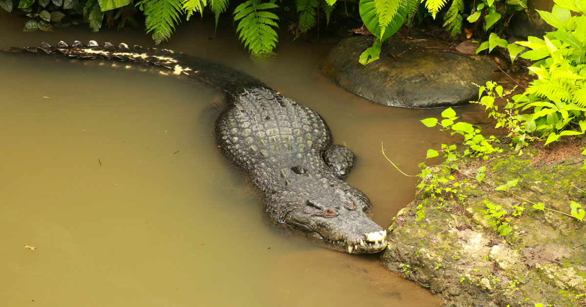 Crocodile